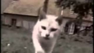 Compilation de chats qui tombent [upl. by Twitt59]