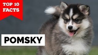 Pomsky  Top 10 Facts [upl. by Macdermot256]