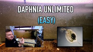 How I Raise Daphnia Water Fleas And You Can Too [upl. by Griselda45]