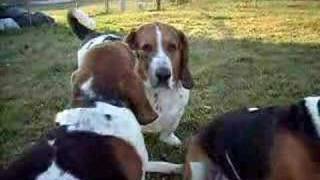 Bassets Hound Barking [upl. by Aria]