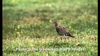 The cry of the Curlew [upl. by Conners502]