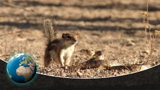 Unexpected Beauty and Unequal Duels in Saguaro National Park [upl. by Carisa]