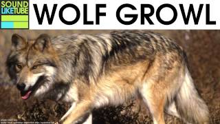 Wolf Growl Sound 2 Hours [upl. by Adiuqram]