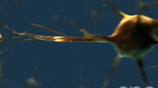 Neuron  3D Medical Animation  ABP © [upl. by Eoj]