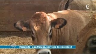 La Parthenaise une vache de compétition [upl. by Floeter]