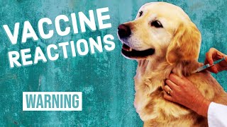 Vaccine Reactions in Dogs [upl. by Kammerer]