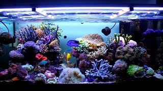 Come realizzare un acquario marino 1 parte [upl. by Denice56]