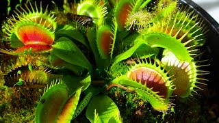 Carnivorous Plants [upl. by Citron]