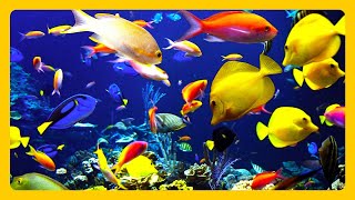 🎧 Stunning Aquarium amp The Best Relaxing Music  SLEEP MUSIC  HD 1080P [upl. by Ratib]