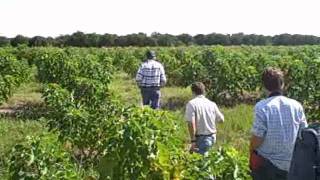 Growing Jatropha in Florida for Biodiesel [upl. by Ad982]