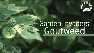 Garden Invaders  Goutweed [upl. by Grant]