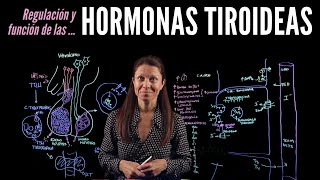 Fisiología endocrina III Hormonas tiroideas [upl. by Norrie]