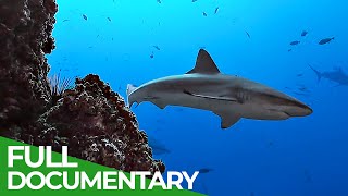 Underwater Volcanoes  Oases of the Sea  Free Documentary Nature [upl. by Esoranna]