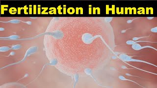 Fertilization in Human  Human Reproduction  Nursing Lecture [upl. by Esilrahc]