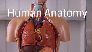 Basic Human Anatomy for Beginners [upl. by Auhoj]