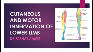 Dermatomes of Lower Limb [upl. by Aieken]