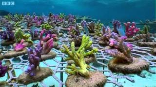 Coral Gardening  South Pacific  BBC Earth [upl. by Arykahs]