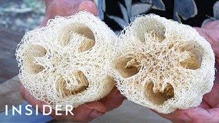 How Luffa Sponges Are Made [upl. by Haridan]