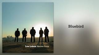 Los Lobos quotBluebirdquot from Native Sons [upl. by Anauqal]