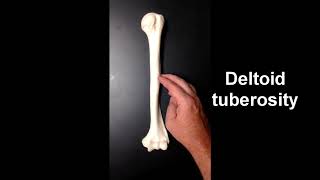 Anatomy of the Humerus [upl. by Nnor]