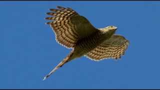 Sparrowhawk Bird Call Bird Song [upl. by Thilda]