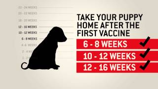 Understanding dog vaccinations  Purina [upl. by Harmonie]