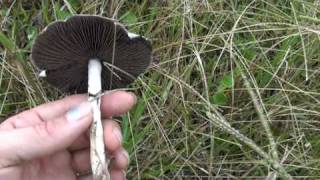 Psilocybin Cubensis mushrooms examples in situ  part 2 [upl. by Ham]