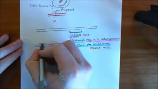 CRISPR Cas9  the quotgene scissorquot [upl. by Zarah]