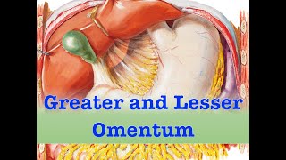 Greater and Lesser Omentum [upl. by Beatty]