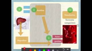 Metabolismo del hierro [upl. by Aidni274]