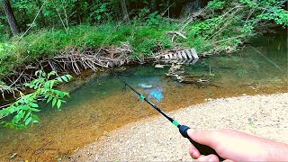 Action Packed Small Creek Fishing [upl. by Galer]