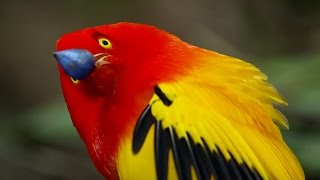 The Bowerbirds Grand Performance  Life Story  BBC Earth [upl. by Sylvia]