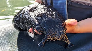 Black Sea Hare  Animal of the Week [upl. by Adnauqaj]