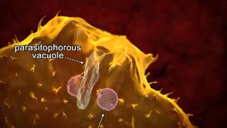 Animated life cycle of T cruzi in the human host [upl. by Etteneg]