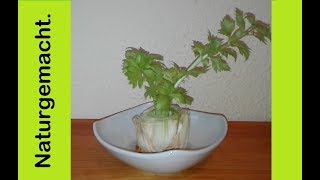 Sellerie einfach nachwachsen lassen regrowing celery MyLovelydeas [upl. by Bradly]