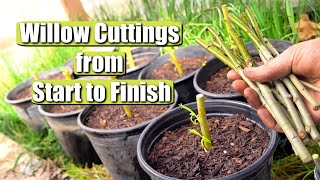 Complete Guide on Propagating and Growing Willow Tree Cuttings START TO FINISH [upl. by Annauqaj]