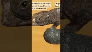 Amazing Reptile Facts [upl. by Anerat]