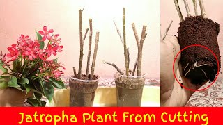 How To Grow Jatropha Plant From Cutting  Jatropha Plant Propagation [upl. by Haldes218]