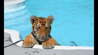 CUTEST Baby Tiger Videos That You Have To See  Cute Baby Animals [upl. by Netfa]