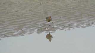 Curlew [upl. by Aiken689]