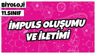 11 Sınıf Biyoloji  İmpuls Oluşumu ve İletimi  2022 [upl. by Rabka]