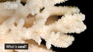 What is Coral  Natural History Museum [upl. by Pickar]