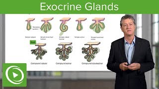 Exocrine Glands – Histology  Lecturio [upl. by Roxana]