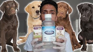 Parvo Treatment at Home for Dogs  Puppies with Parvovirus [upl. by Dnesnwot828]