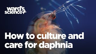 Caring and Culturing for Daphnia [upl. by Ianthe]