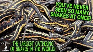 THE LARGEST GATHERING OF SNAKES IN THE WORLD Narcisse Snake Dens Manitoba Canada [upl. by Lirva]