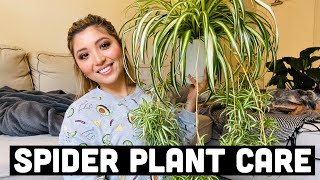 HOW TO PROPAGATE SPIDER PLANTS  SPIDER PLANT CARE [upl. by Wordoow]