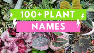 Plant Names and Pictures Plant Identification [upl. by Eelime]