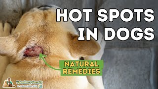 Hot Spots In Dogs Natural Home Remedies [upl. by Nosirb]