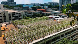 Singapore’s Bold Plan to Build the Farms of the Future [upl. by Dix]